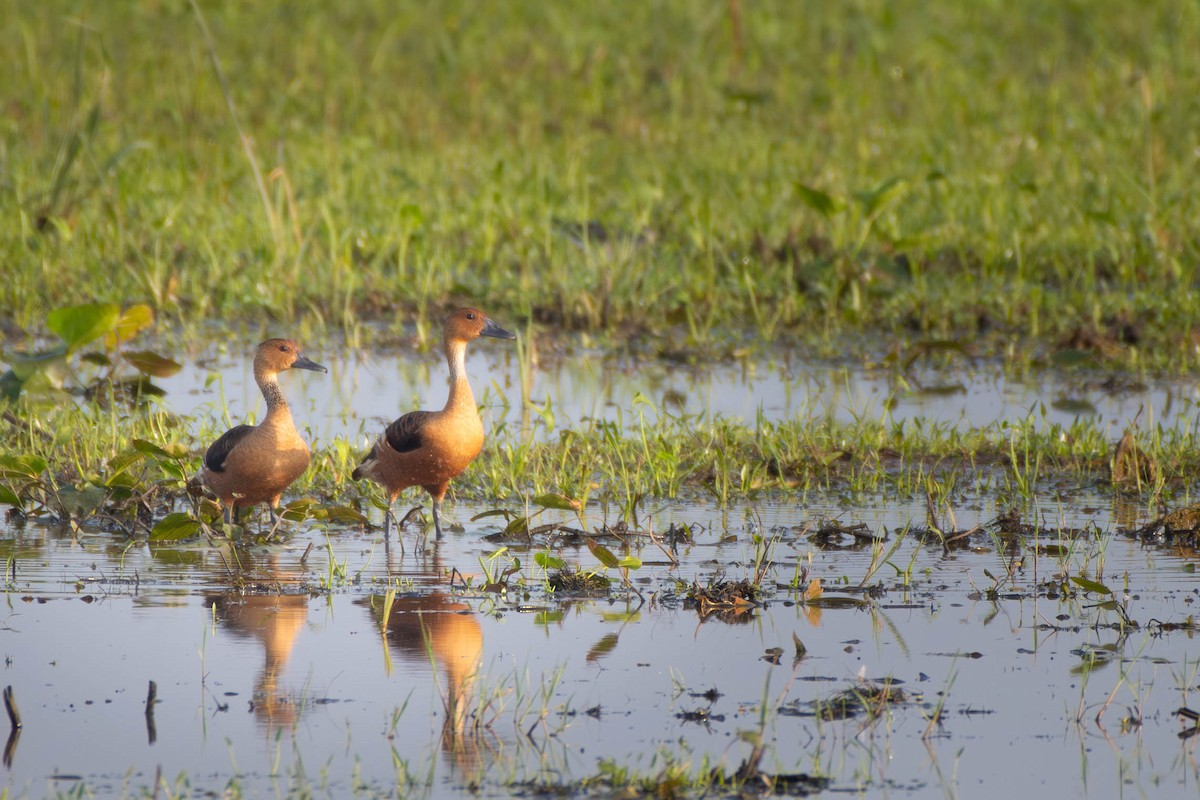 Fulvous Whistling-Duck - ML617965459