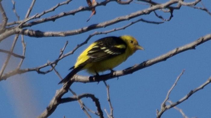 Western Tanager - ML617965471