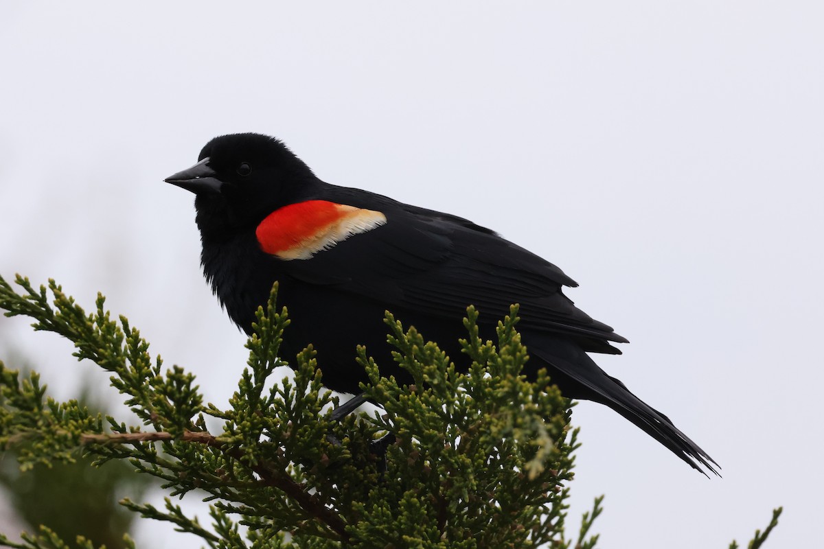 Red-winged Blackbird - Michael Gallo