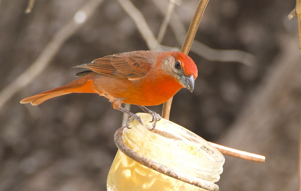 Hepatic Tanager (Northern) - ML617965511