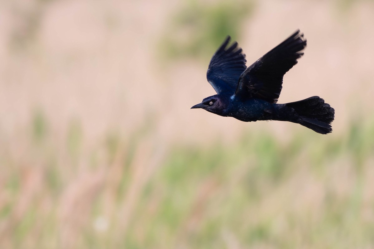 Great-tailed Grackle - ML617965560