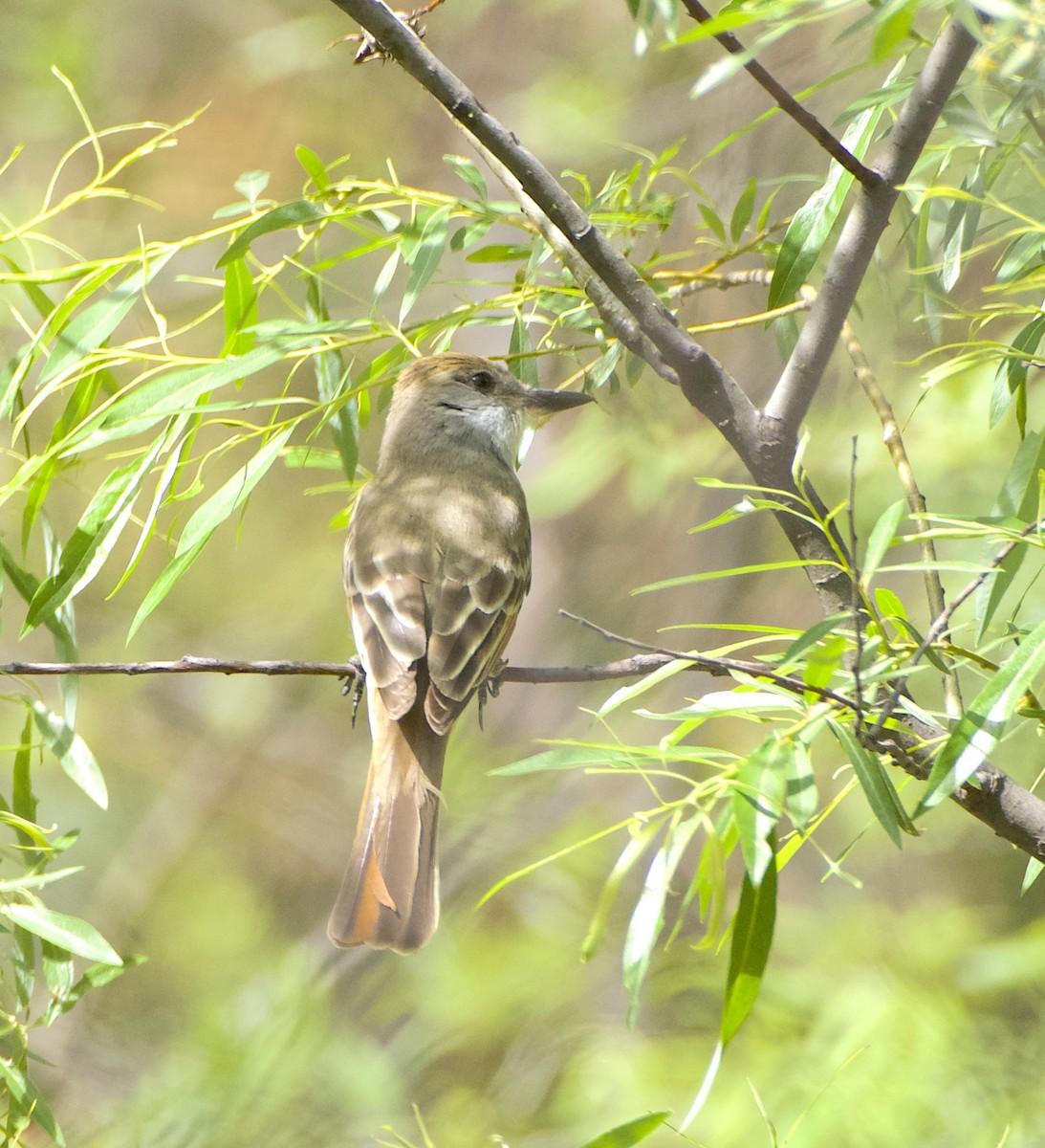 Brown-crested Flycatcher (Arizona) - ML617965564