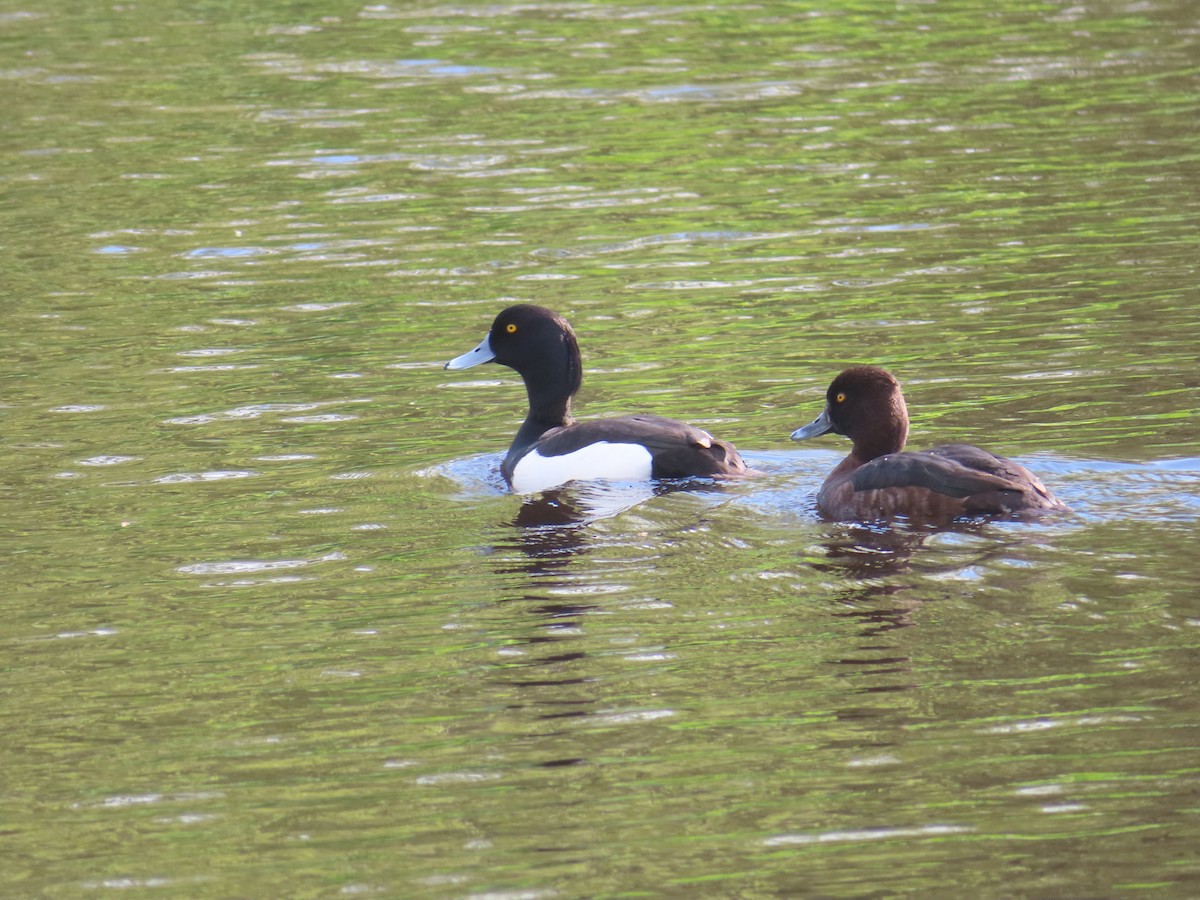Tufted Duck - ML617965604