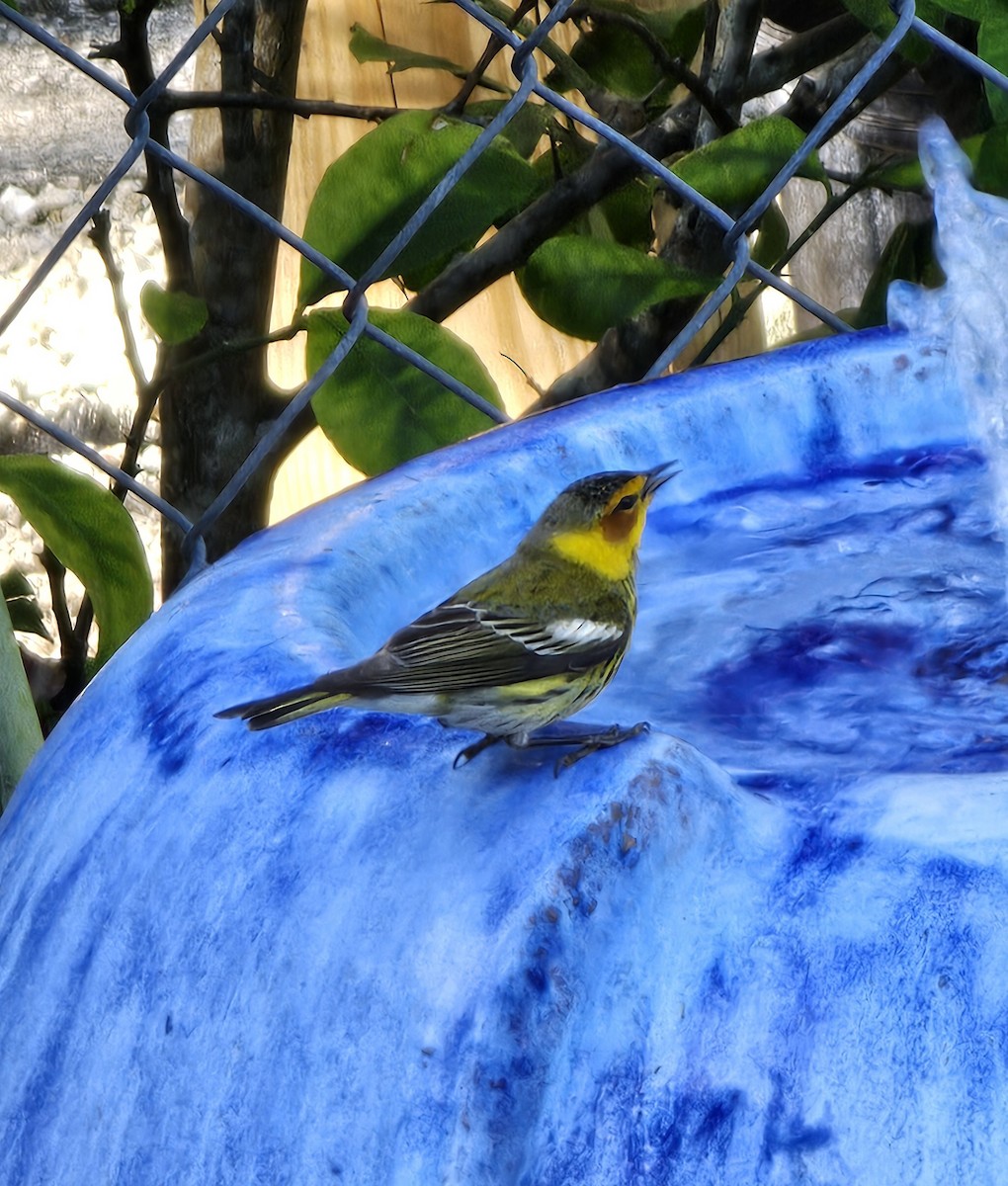 Cape May Warbler - ML617965674