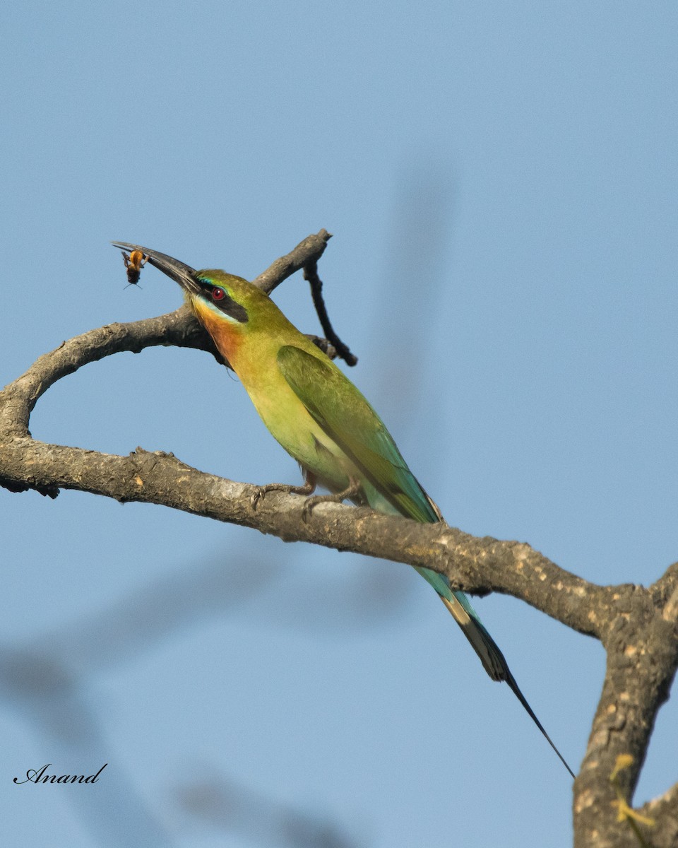Blue-tailed Bee-eater - ML617965682