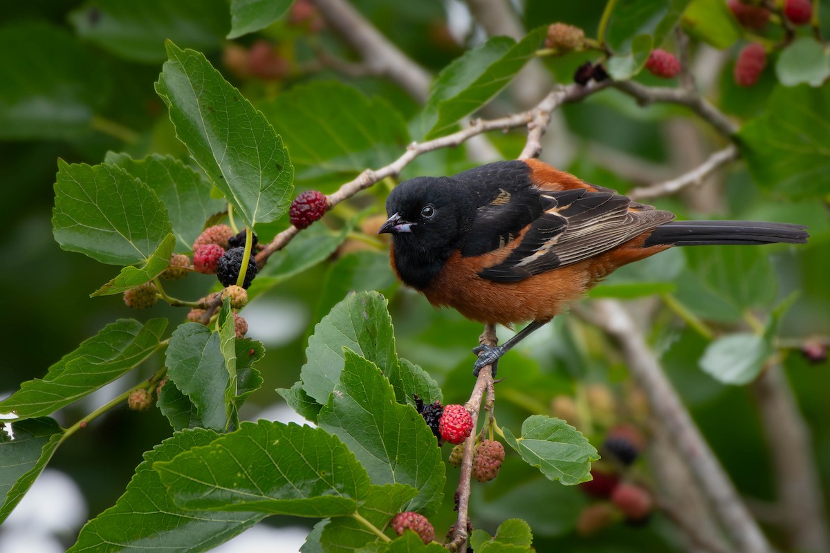 Orchard Oriole - ML617965683