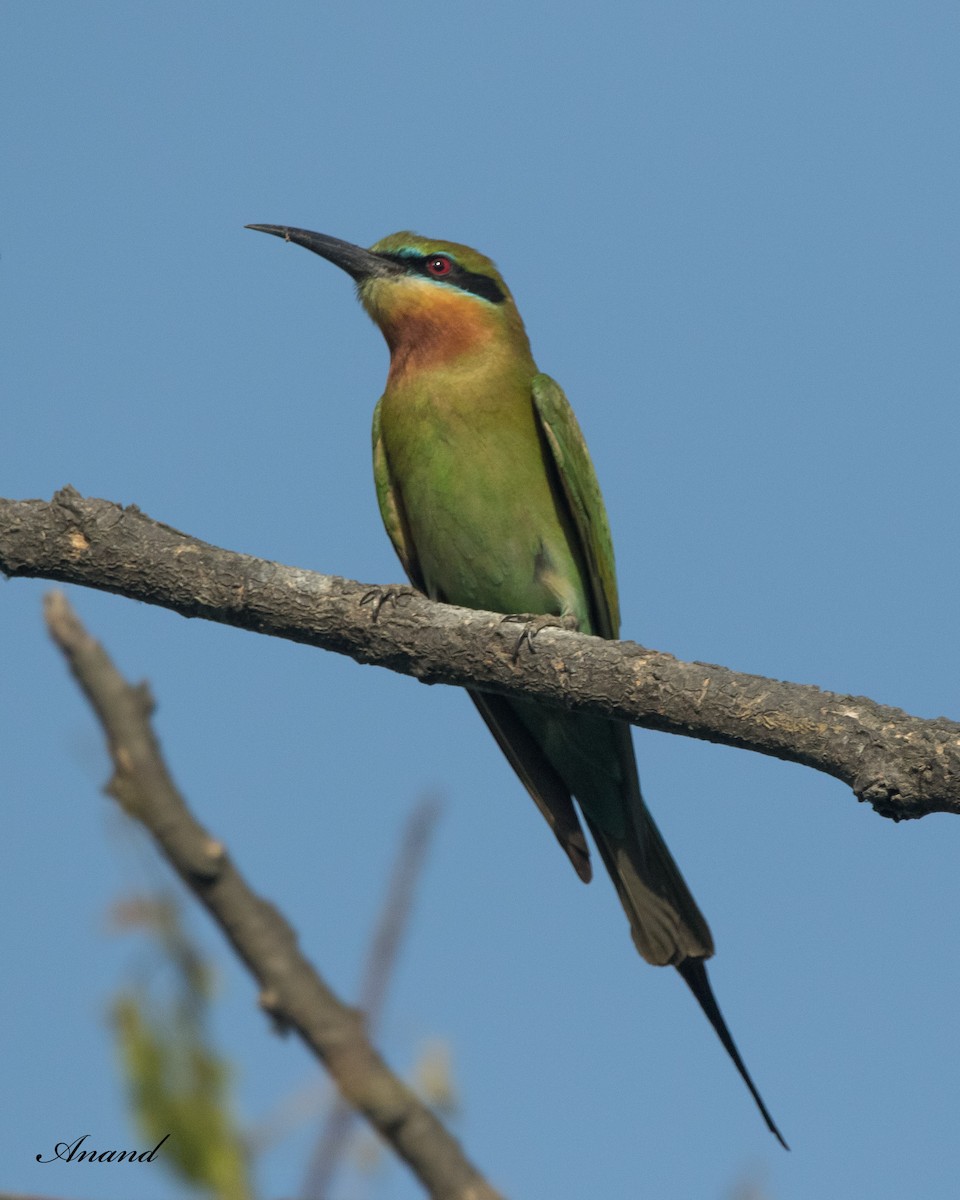 Blue-tailed Bee-eater - ML617965689