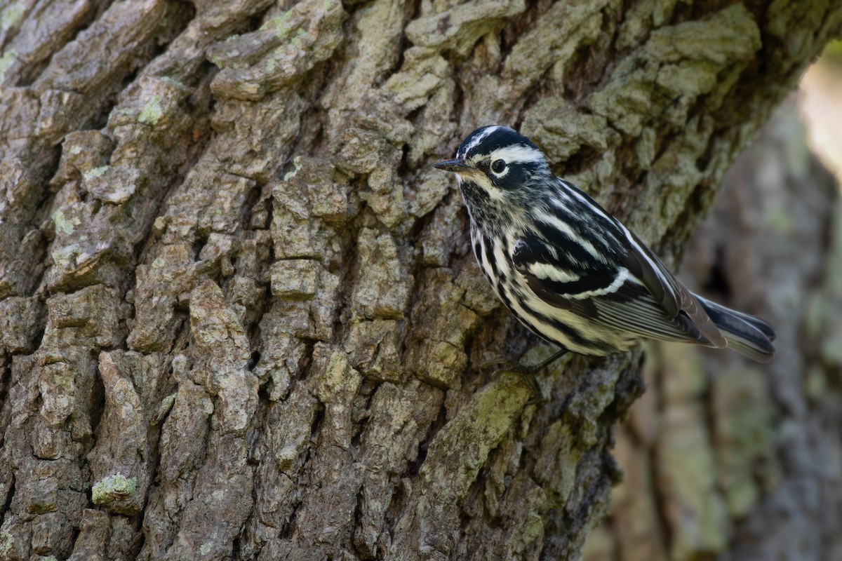 Black-and-white Warbler - ML617965726
