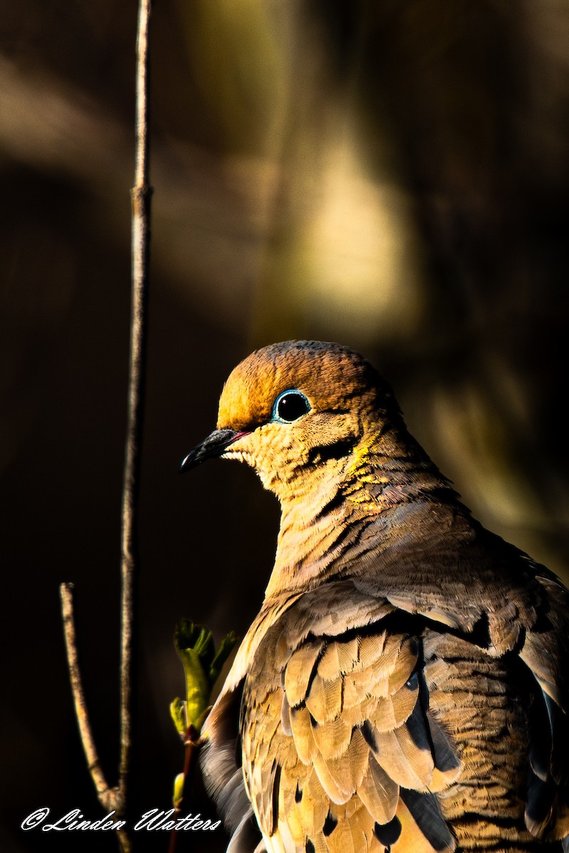 Mourning Dove - Linden Watters