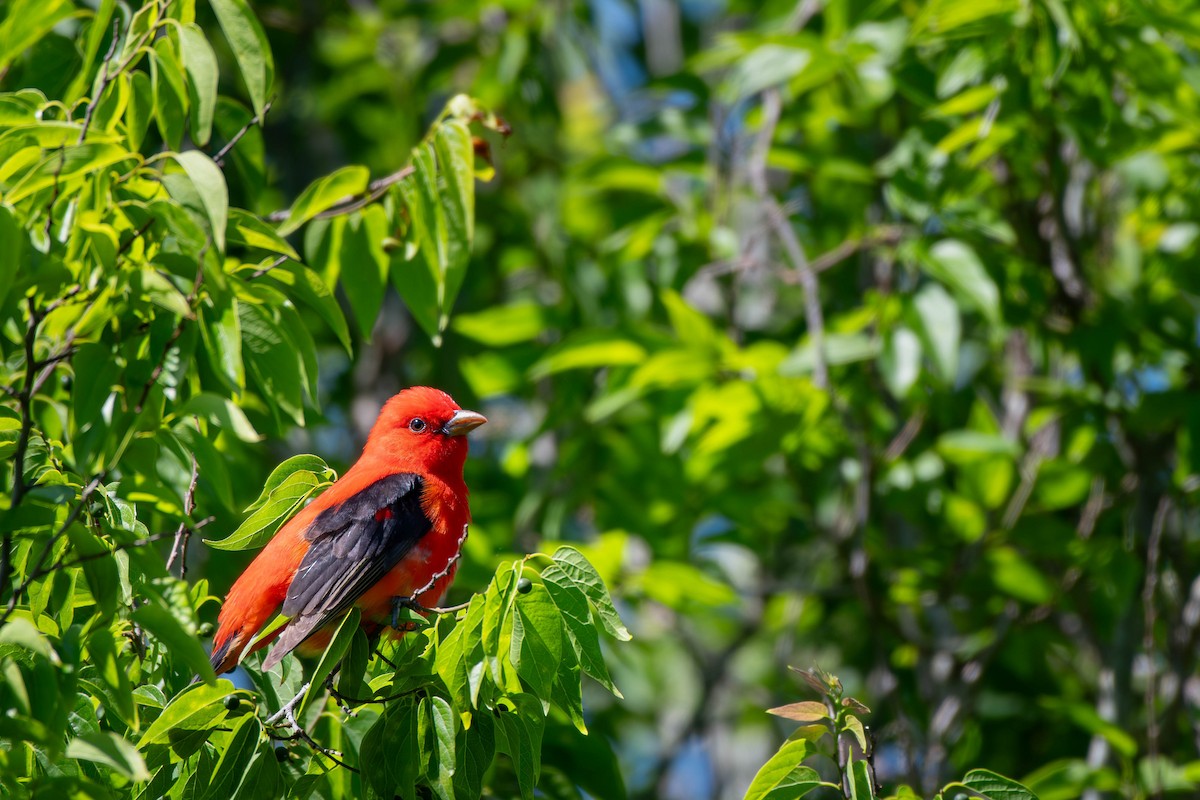 Scarlet Tanager - ML617965739