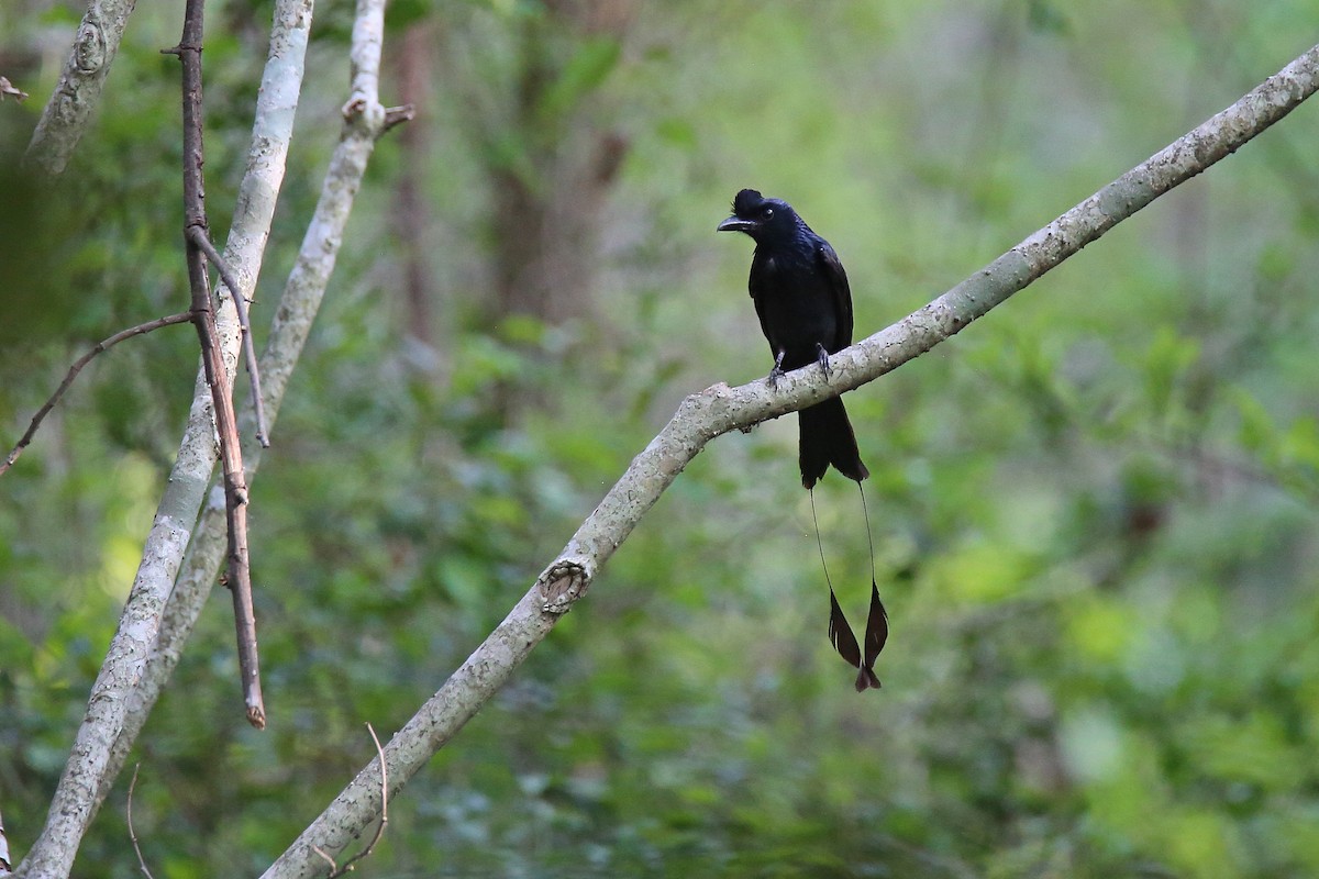 Greater Racket-tailed Drongo - ML617965943