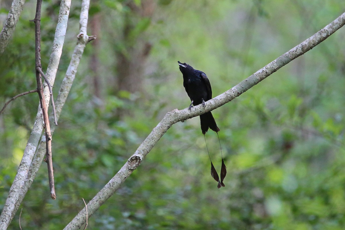 Greater Racket-tailed Drongo - ML617965944