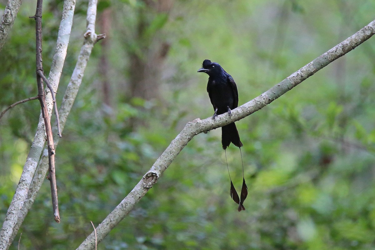 Greater Racket-tailed Drongo - Christian H. Schulze