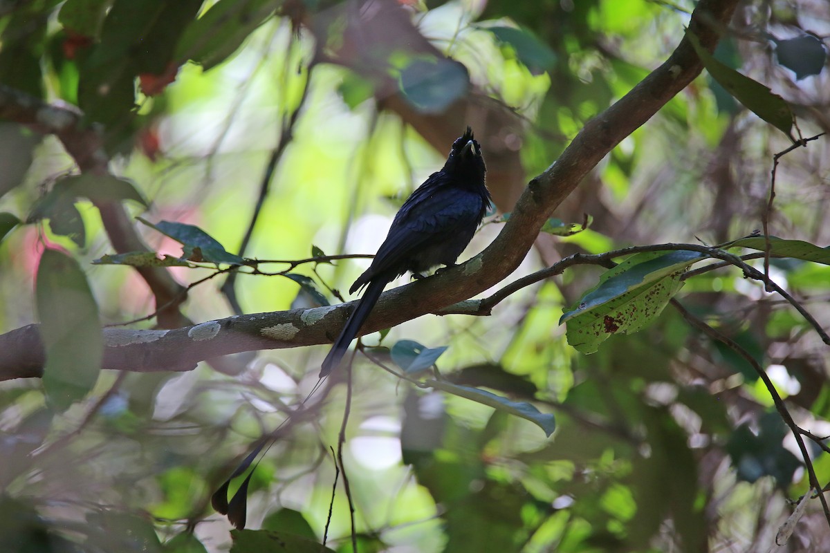 Greater Racket-tailed Drongo - ML617965946