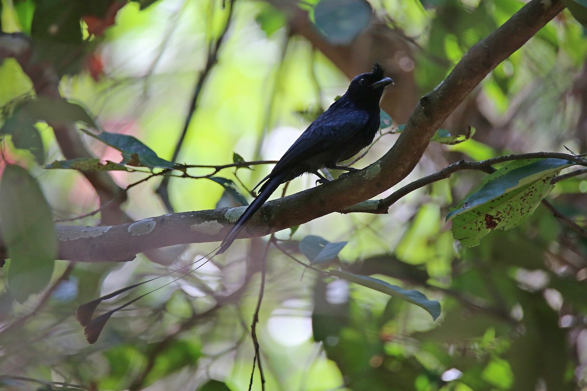 Greater Racket-tailed Drongo - ML617965947
