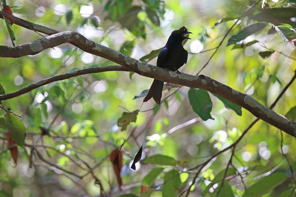 Greater Racket-tailed Drongo - ML617965948