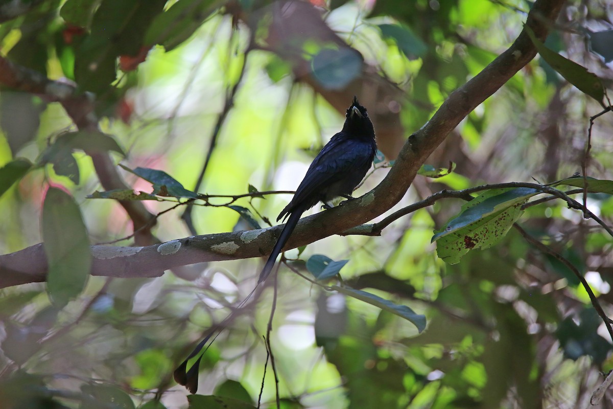 Greater Racket-tailed Drongo - ML617965949