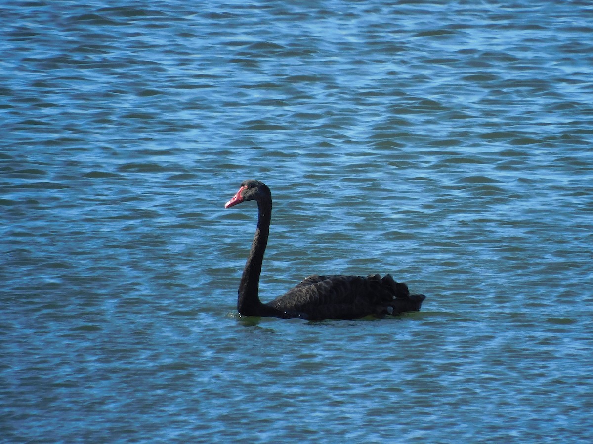 Black Swan - ML617965960