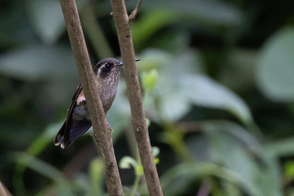 Speckled Hummingbird - Susan Brickner-Wren