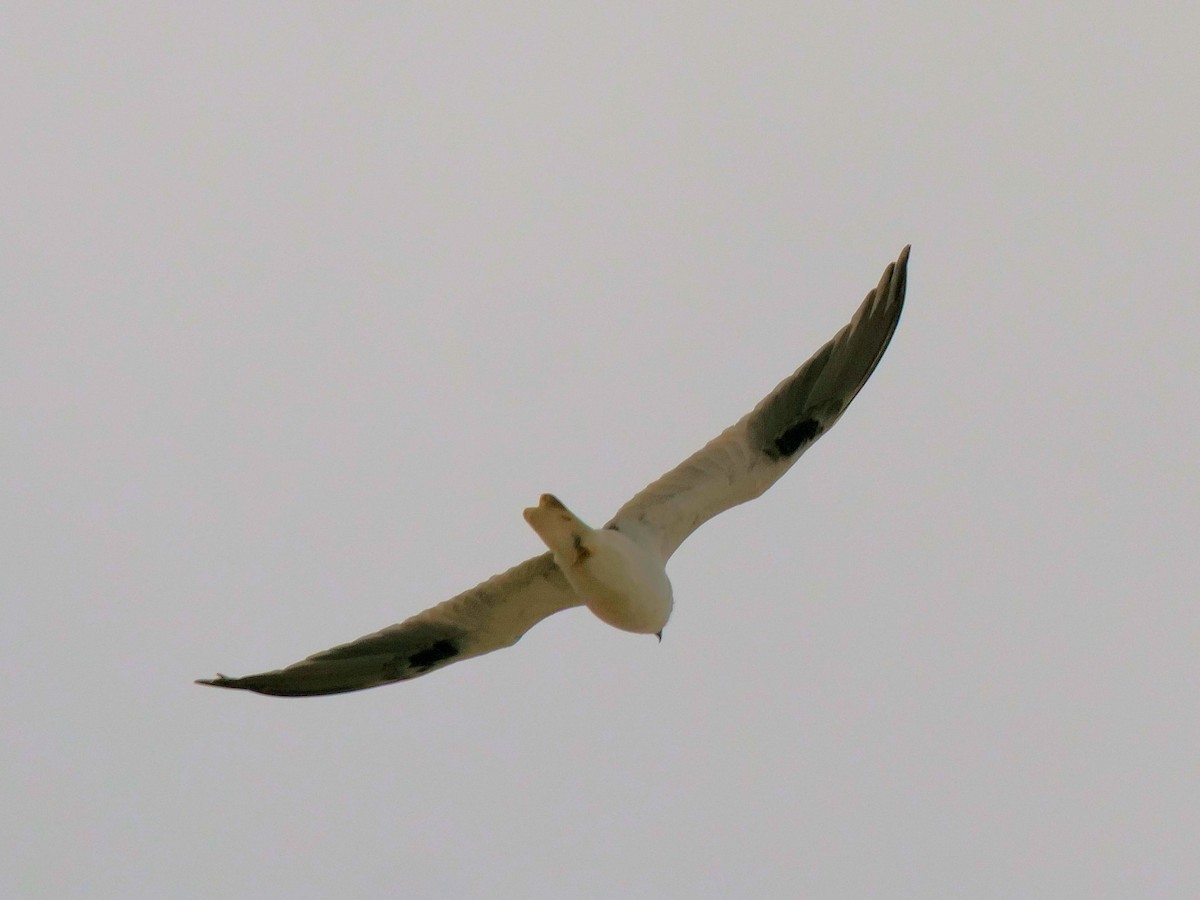 Black-shouldered Kite - ML617965992