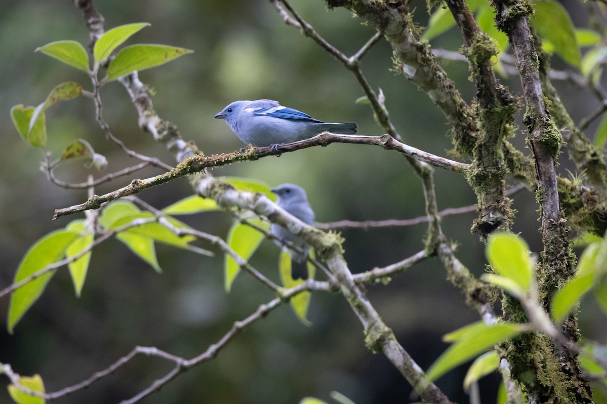 Blue-gray Tanager - ML617965993