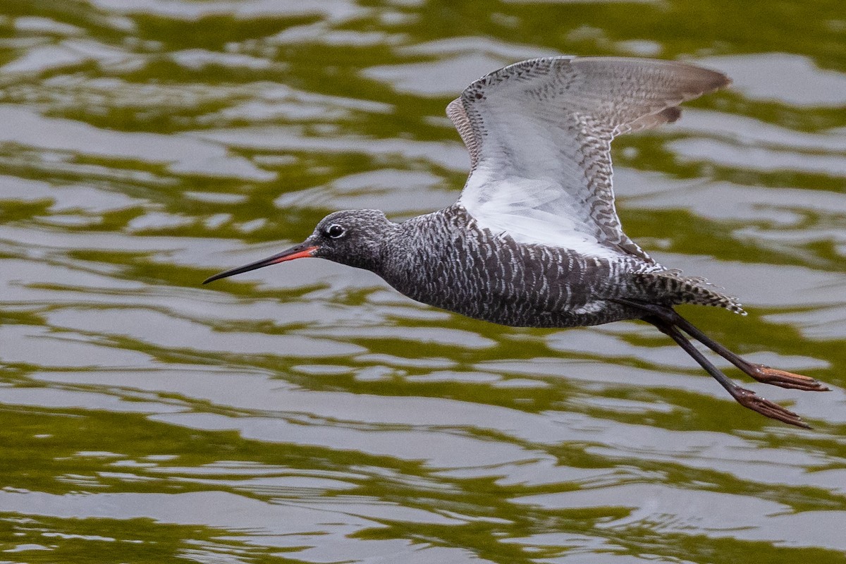 Spotted Redshank - ML617966027