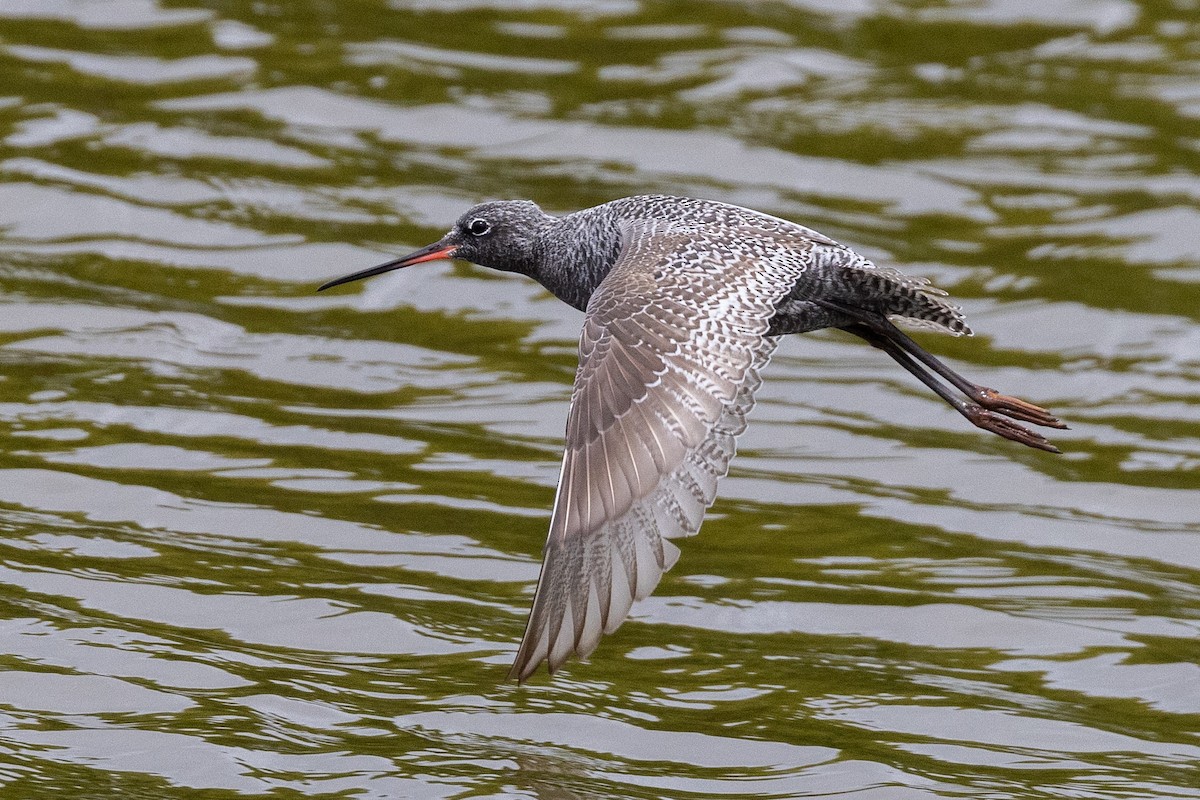 Spotted Redshank - ML617966028