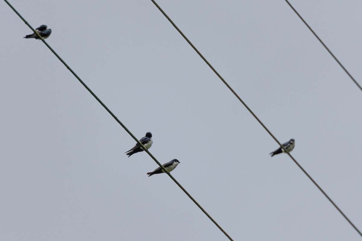 Southern Rough-winged Swallow - Susan Brickner-Wren