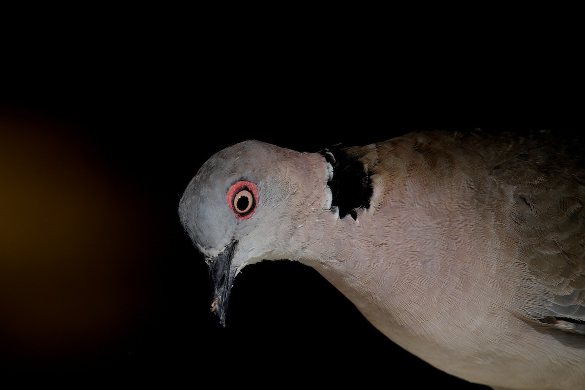 Mourning Collared-Dove - ML617966035