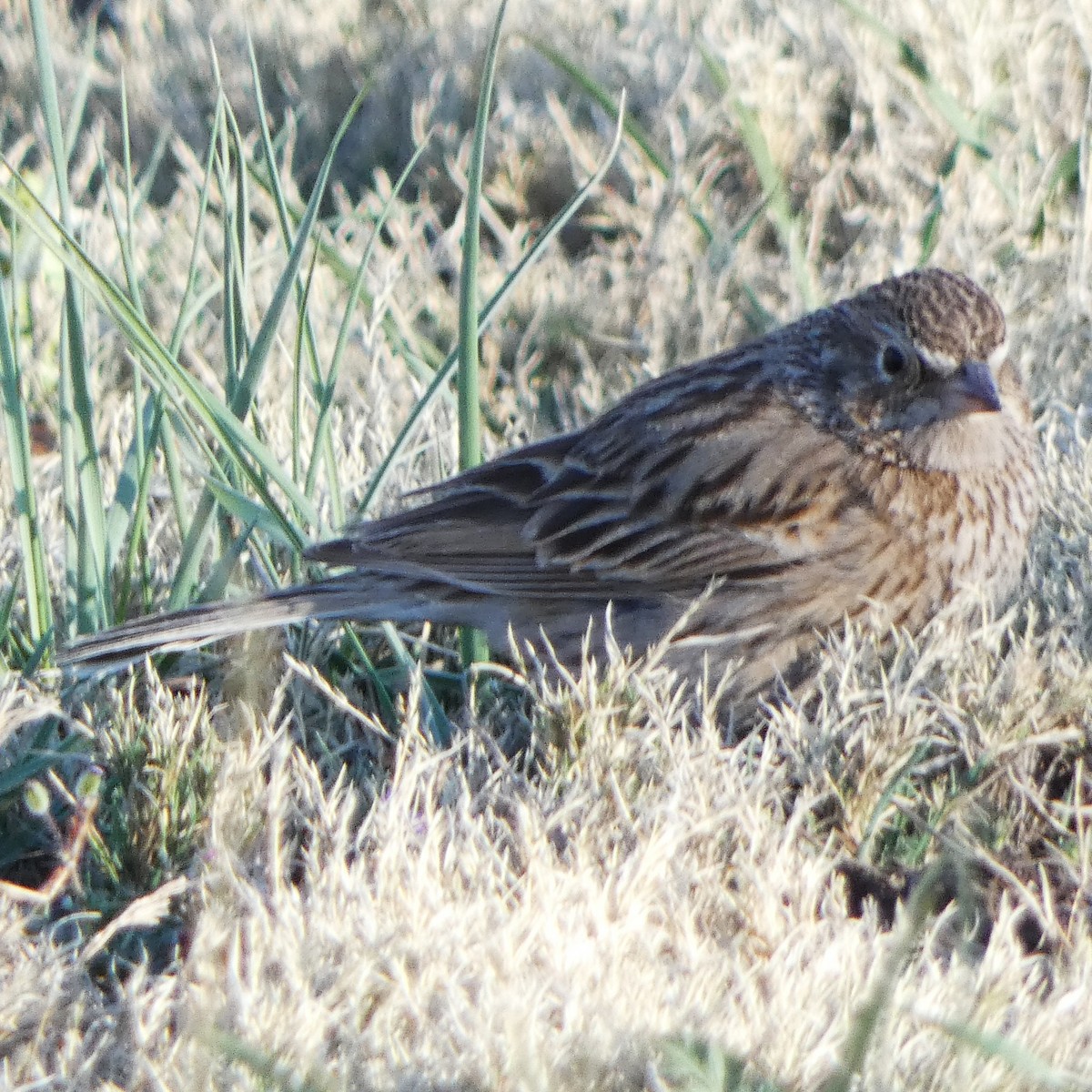 Vesper Sparrow - ML617966052