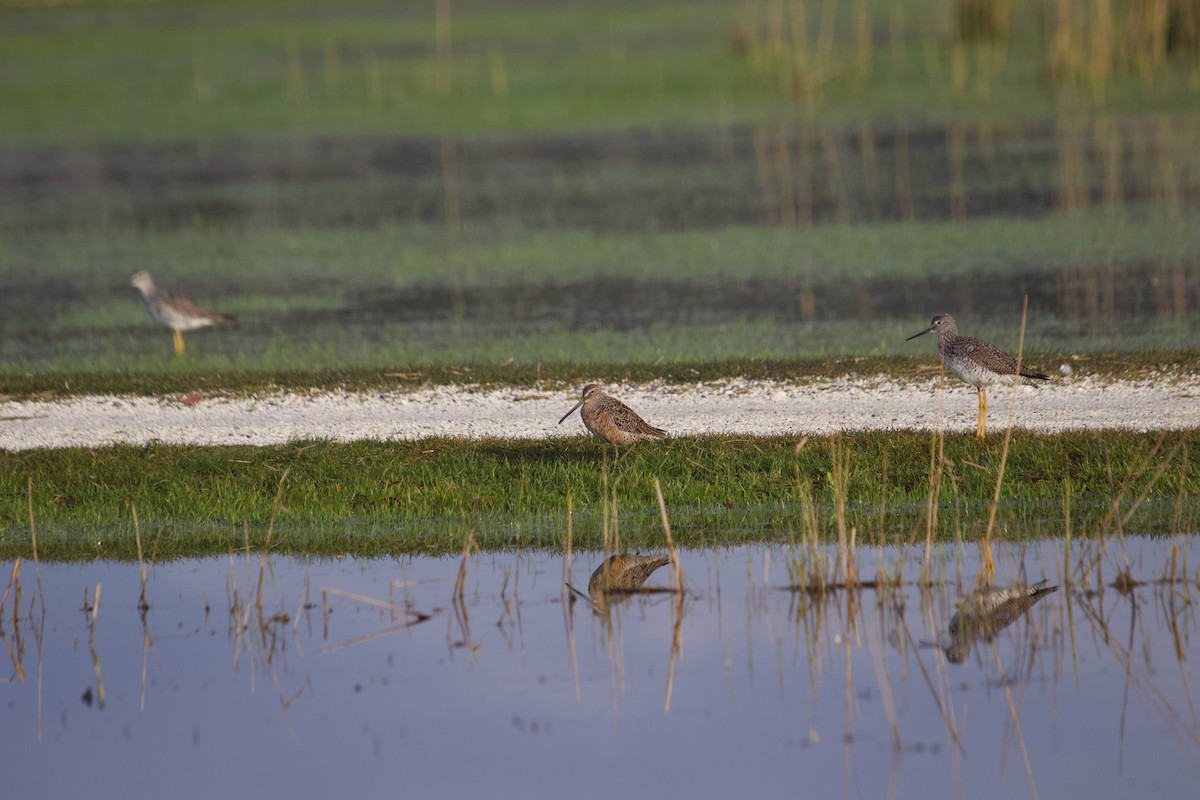 Long-billed Dowitcher - ML617966055