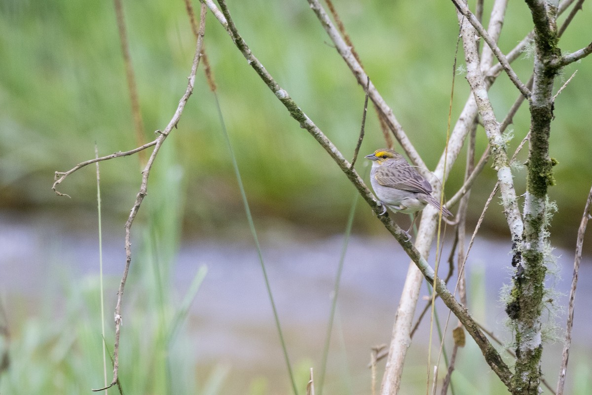 Yellow-browed Sparrow - ML617966058