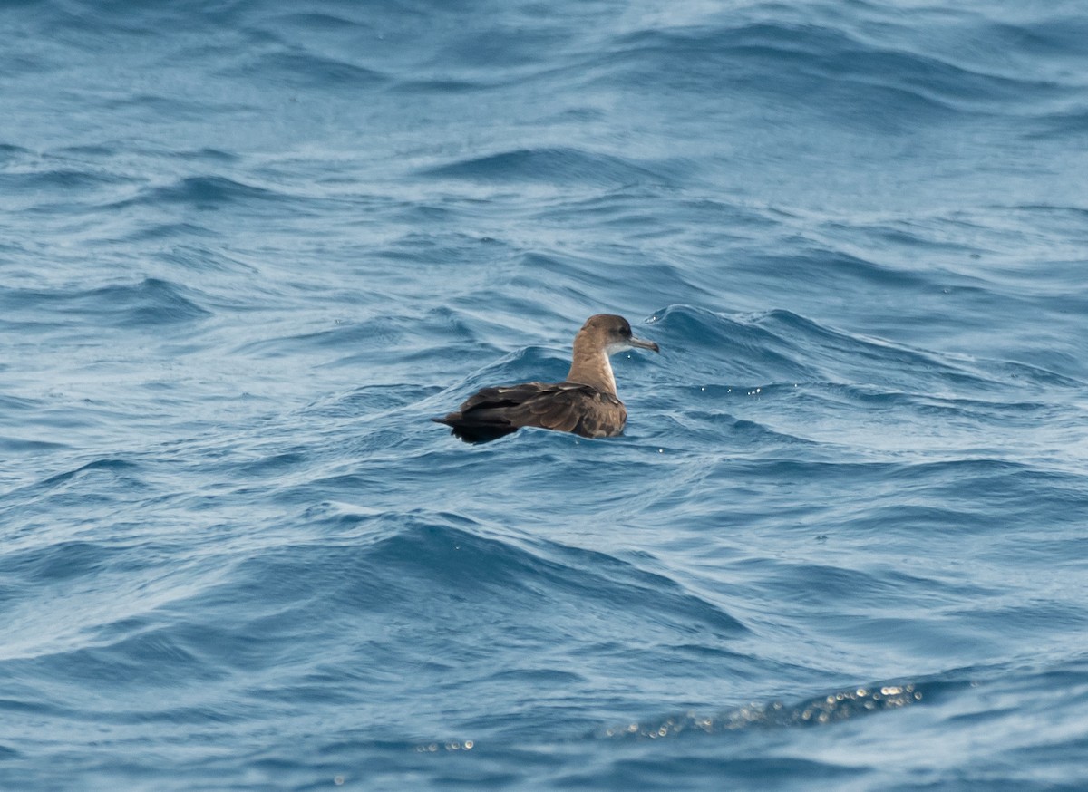 Pink-footed Shearwater - ML617966098
