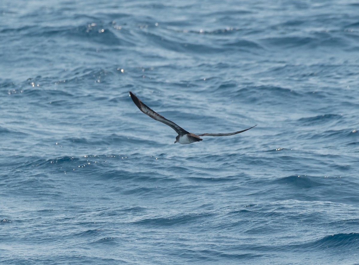 Pink-footed Shearwater - ML617966099