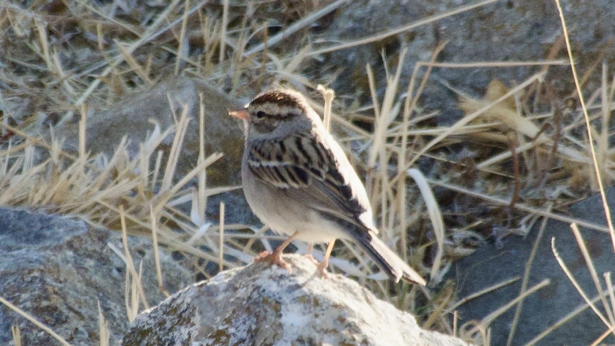 Chipping Sparrow - Jan Ekkers