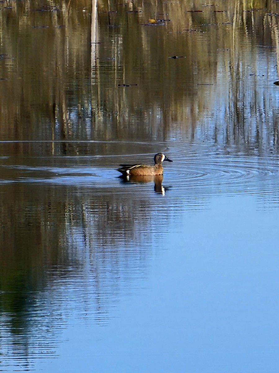Blue-winged Teal - Jacob Rhodes