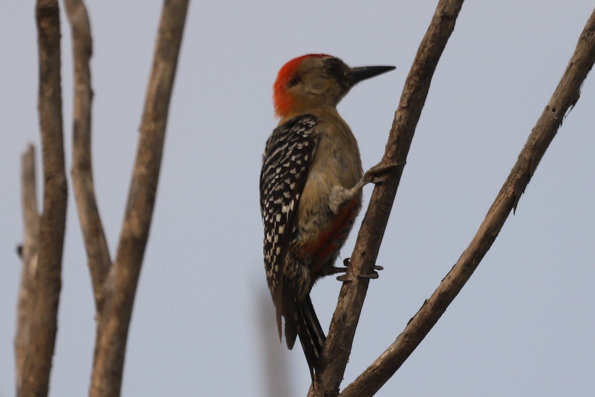Red-crowned Woodpecker - Andres Felipe Bonilla