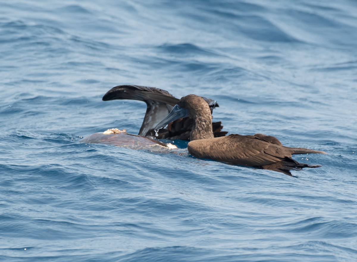 Brown Booby - ML617966175
