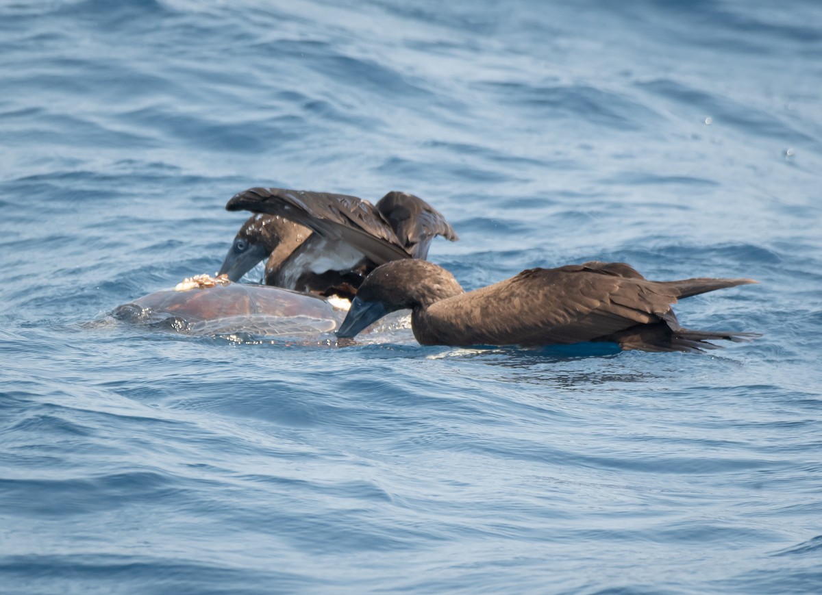 Brown Booby - ML617966176