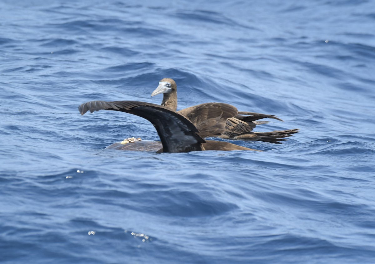 Brown Booby - ML617966177