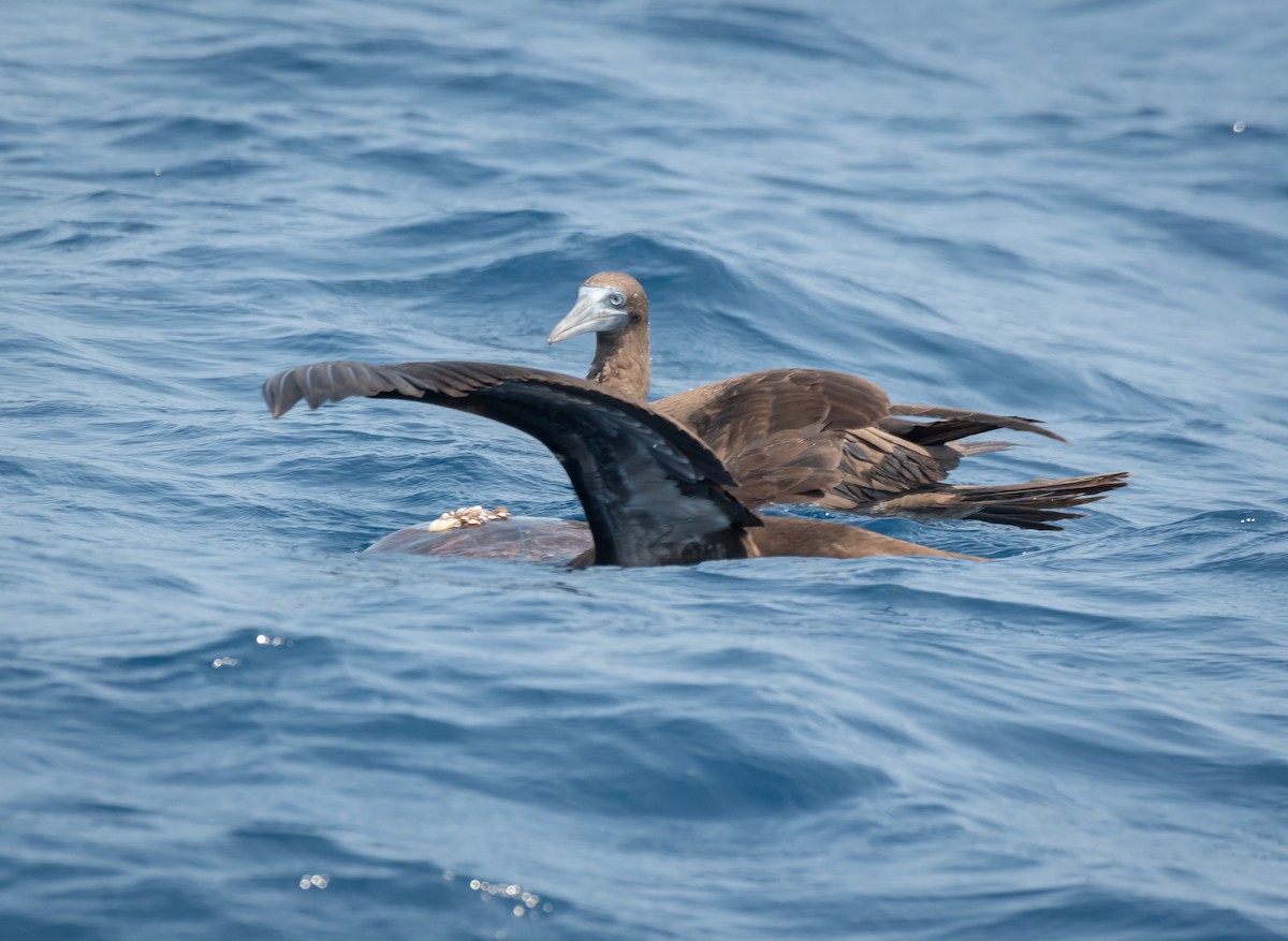 Brown Booby - ML617966178