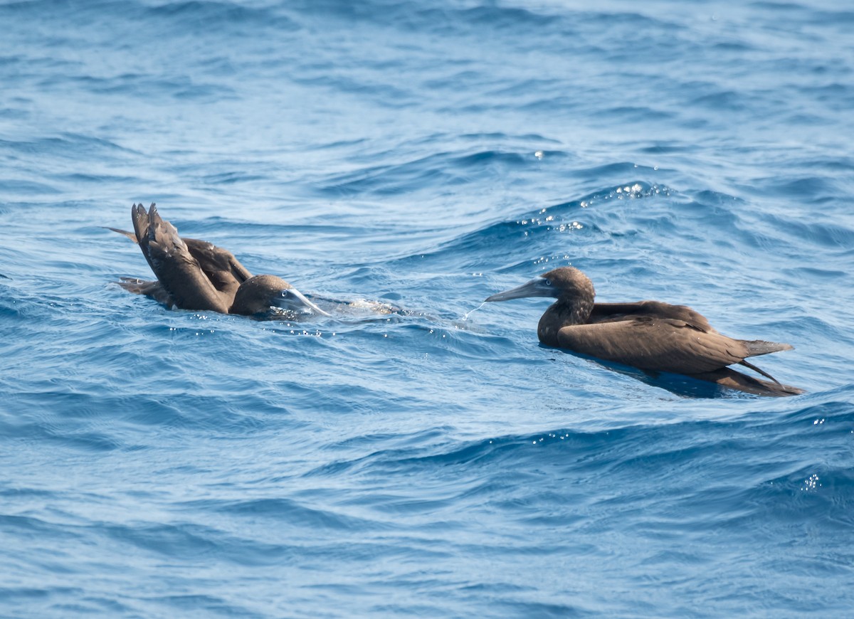 Brown Booby - ML617966179