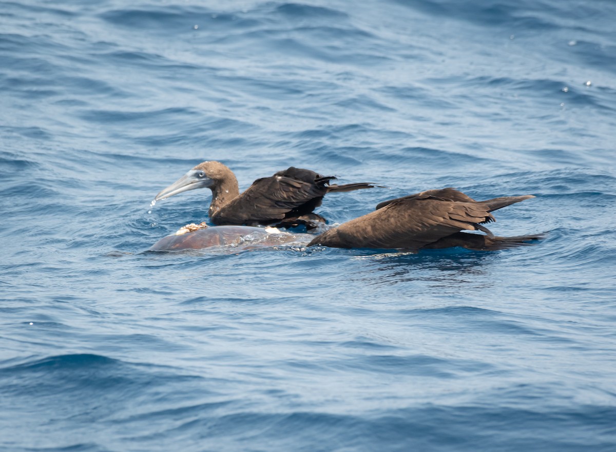 Brown Booby - ML617966180