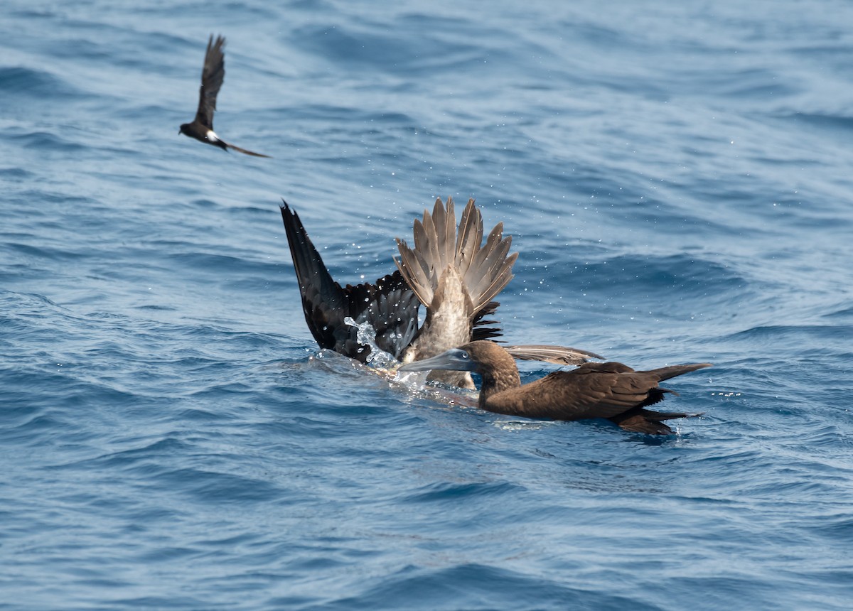 Brown Booby - ML617966181