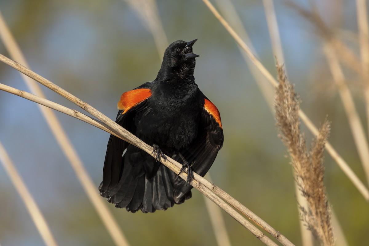 Red-winged Blackbird - ML617966185
