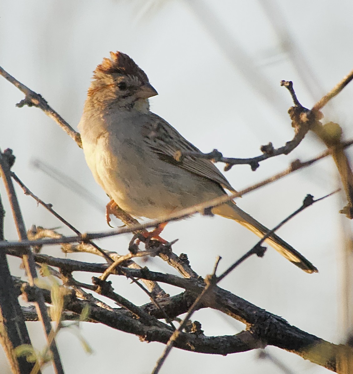 Rufous-winged Sparrow - ML617966221