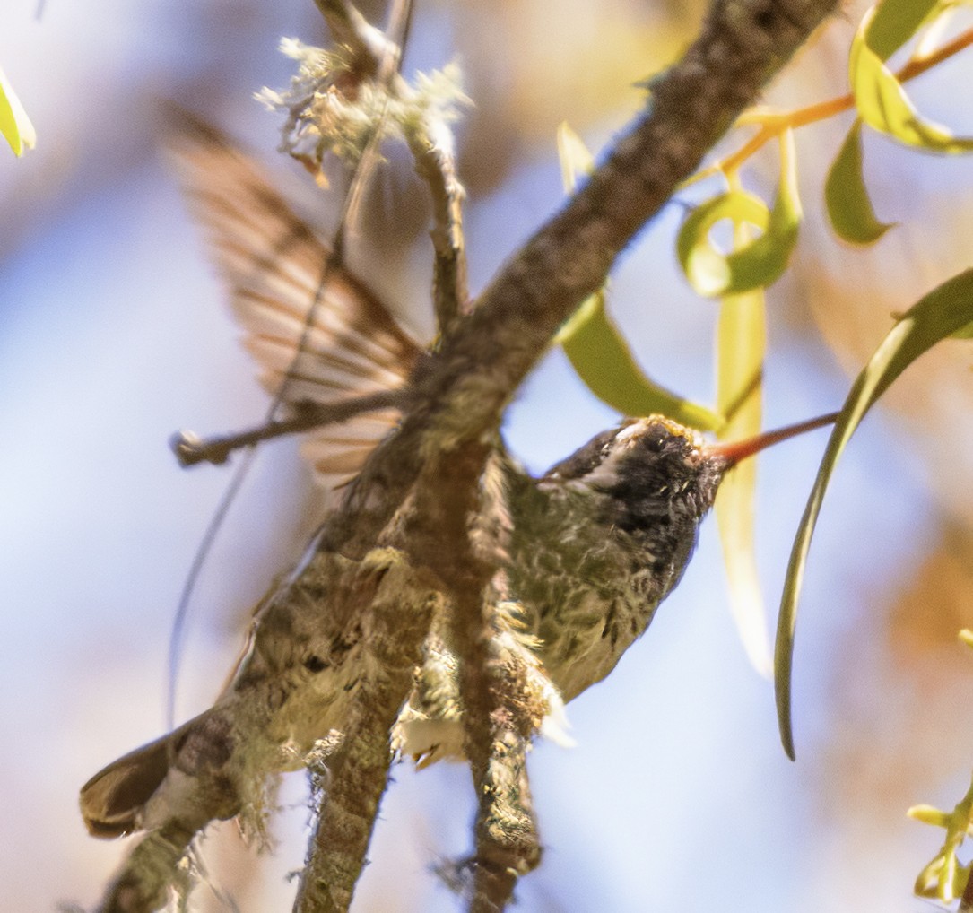 White-eared Hummingbird - ML617966229