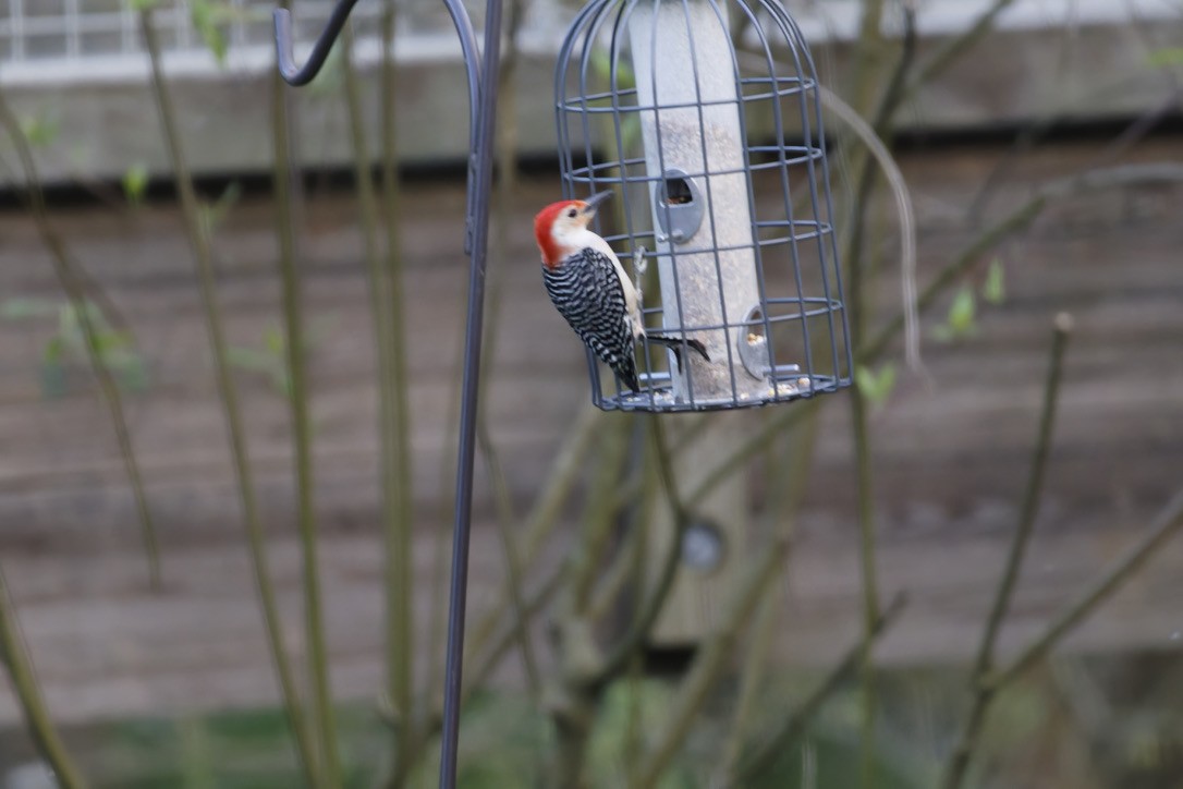 Red-bellied Woodpecker - ML617966234