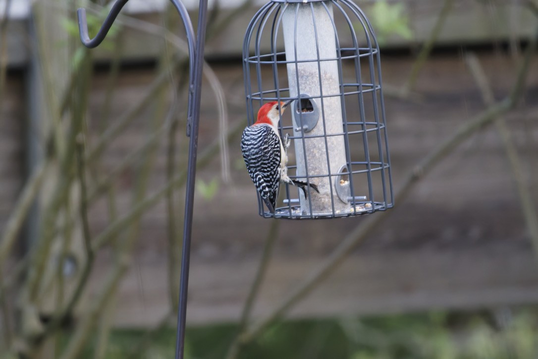 Red-bellied Woodpecker - Sean Gallagher