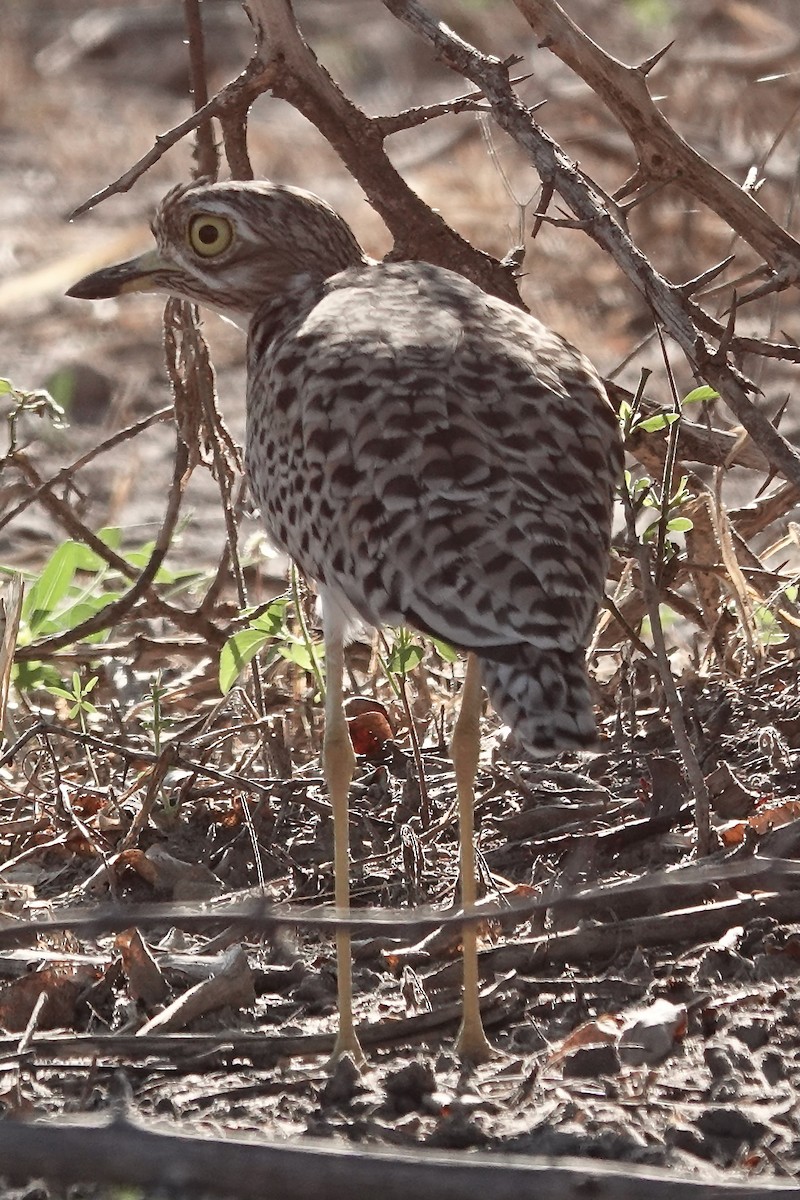 Spotted Thick-knee - ML617966295